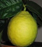 Лимон плодоносящий