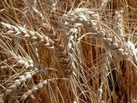 семена озимой пшеницы, семена трав, трав