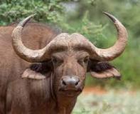 Предлагаем мясо буйвола бескостное Халял