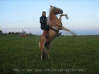 Верховая езда обучение Митино Зеленоград