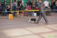 Профессиональная дрессировка собак в Кра