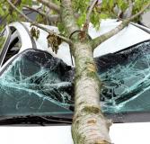 Услуги юриста при падении дерева на авто