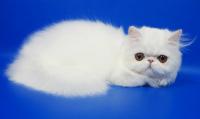 Персидская кошка белого окраса Фелисия