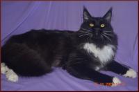 Черный мейн-кун - кот вашей мечты