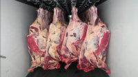 Мясо  говядины оптом